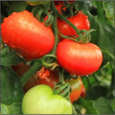 HY TOMATO ROCKY-1132